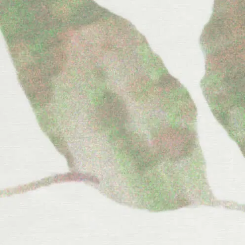 De Ploeg - Kendix - Floraison printanière - 51