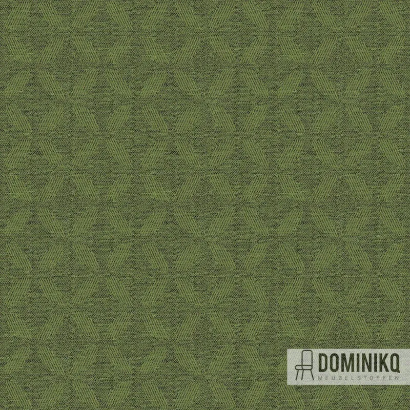 Camira -Alcyon Aspen - HPA08 - À feuilles persistantes